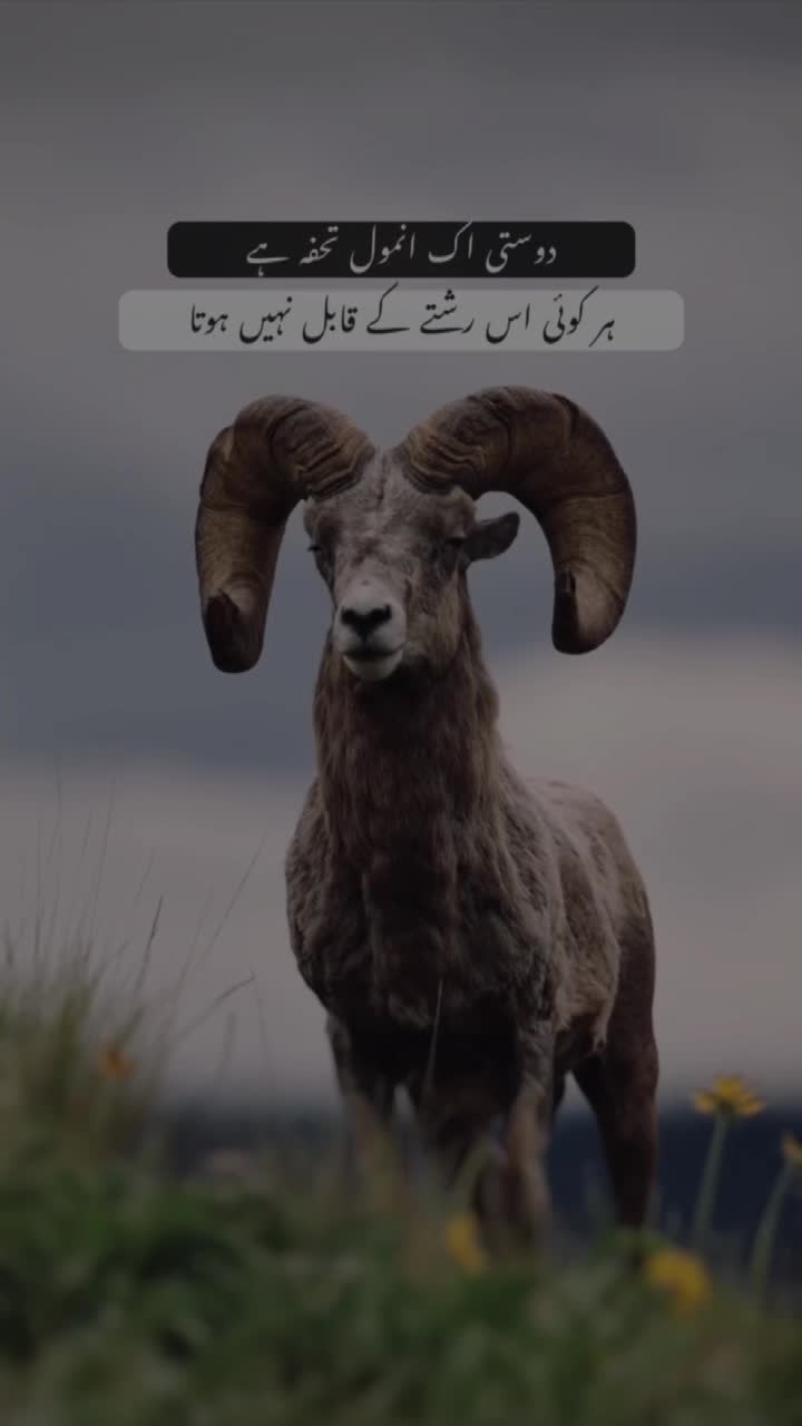 @𓆩𝕨𝕠𝕝𝕗_𝕒55𓆪
