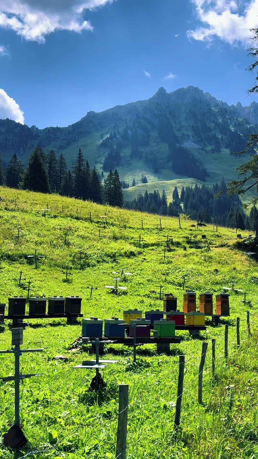 @TatuSwiss🇨🇭❤️🇳🇵