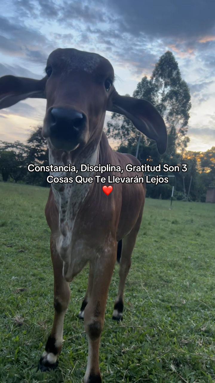 @el_enanolepra