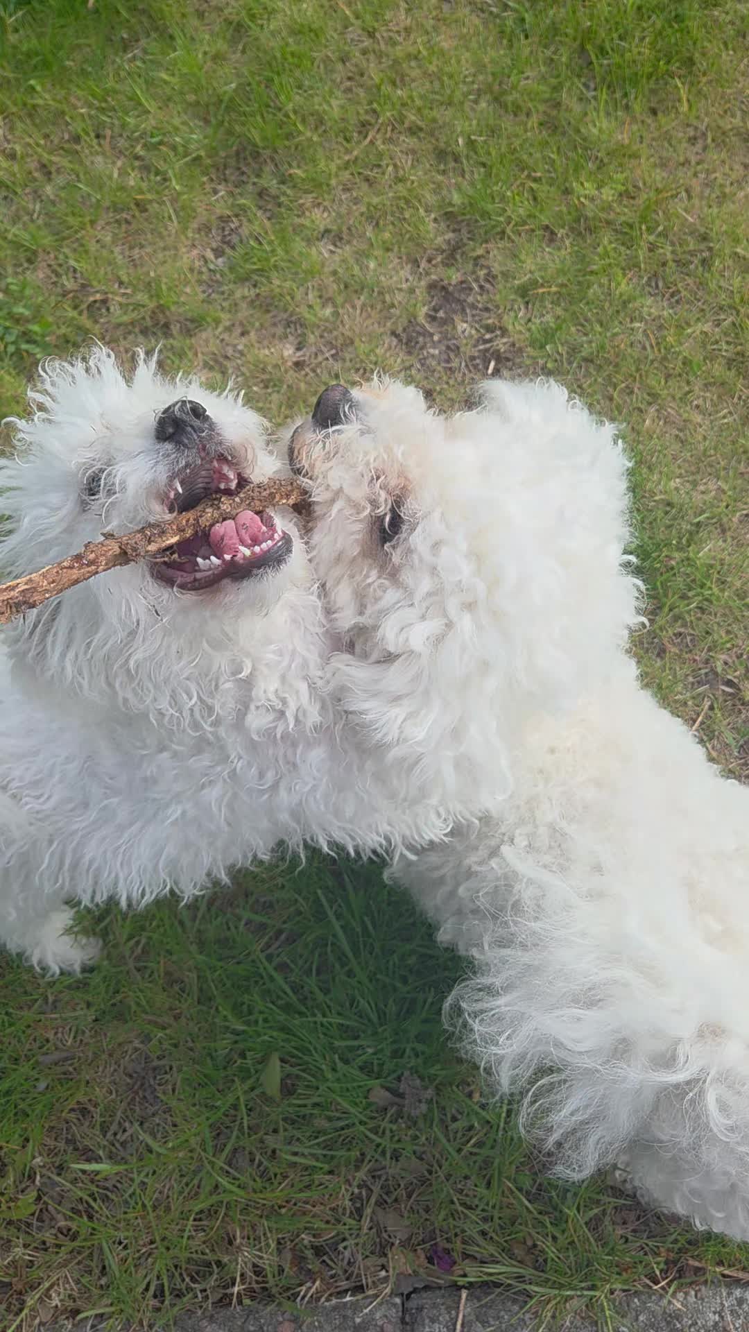 @TessiBichon