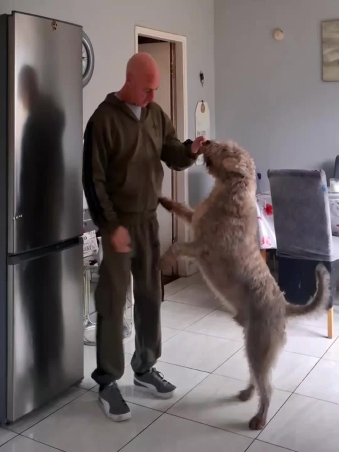 @TOBY THE WHEATEN BULL TERRIER