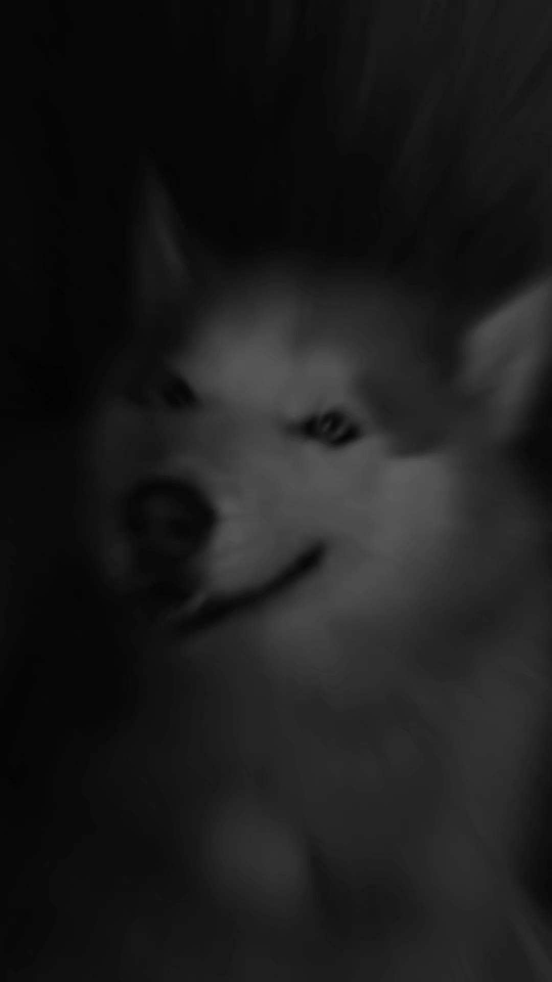 @Marianni and her husky dogs