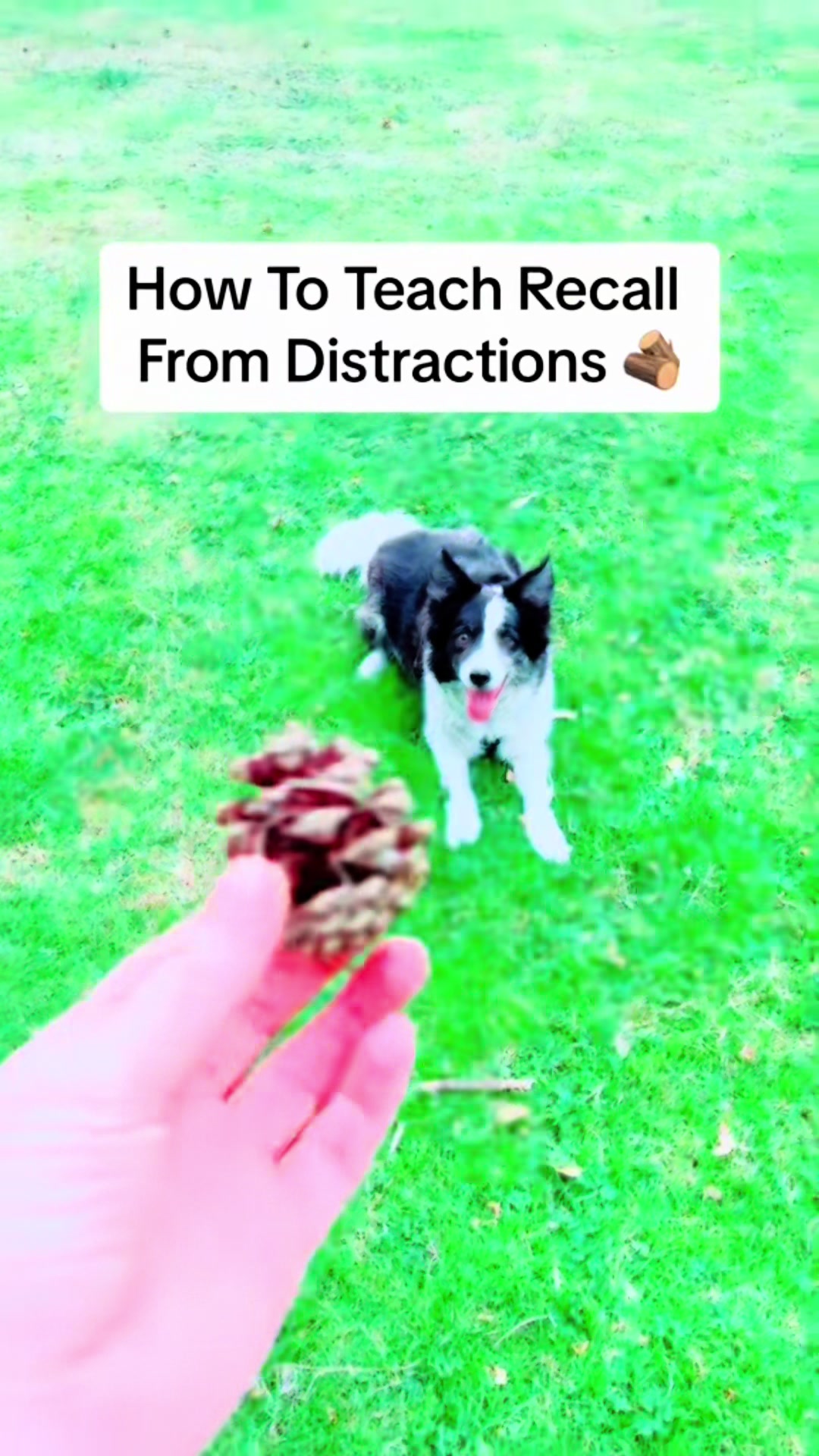 @Train Up Pup