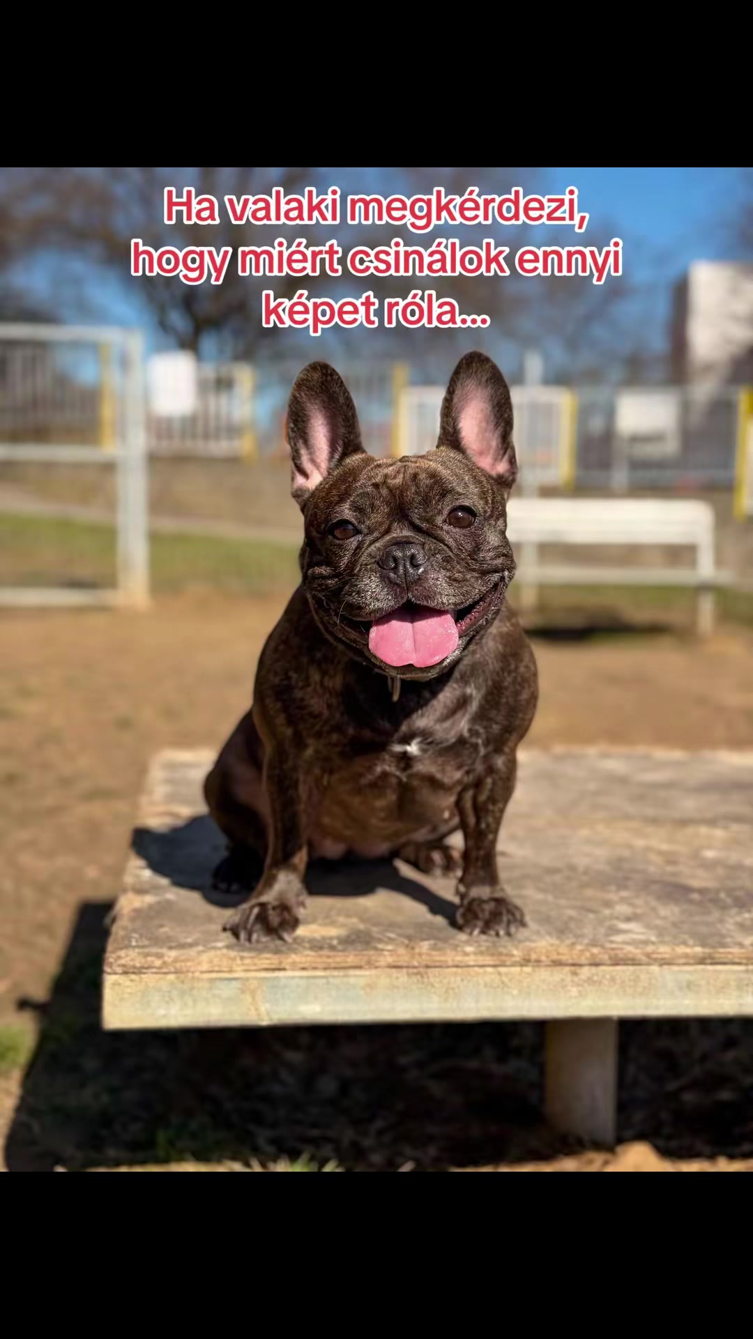 @Mia_french_bulldog