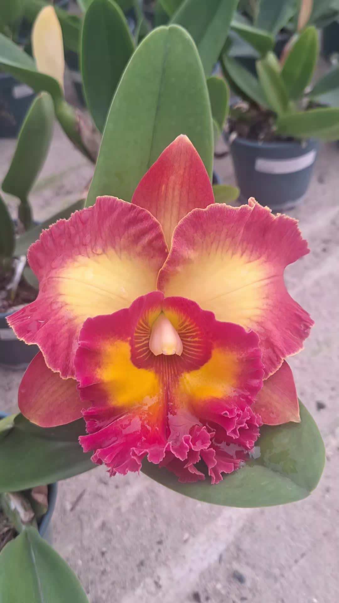 @Orquidário Fernando