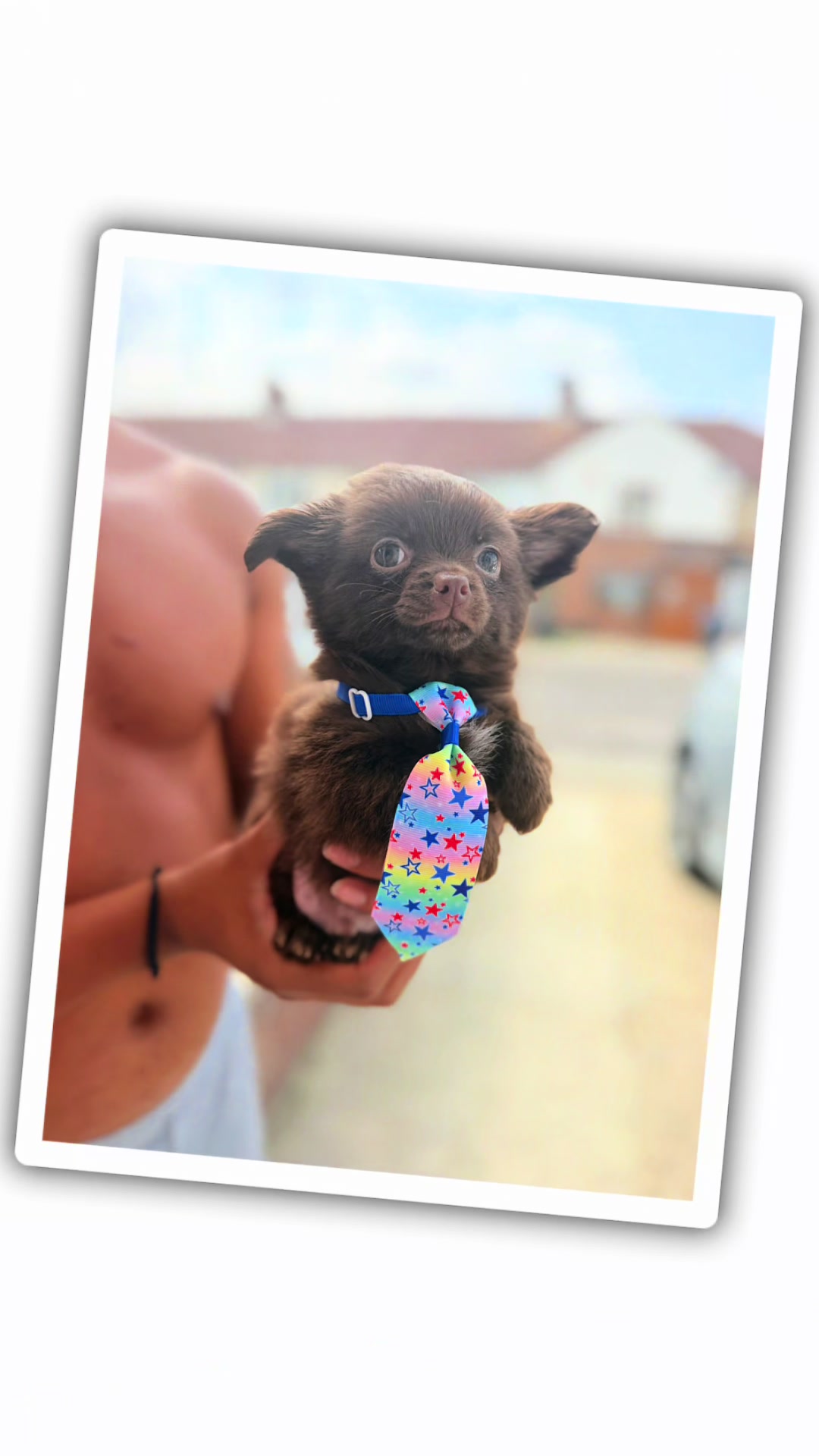 @DynastyKennels