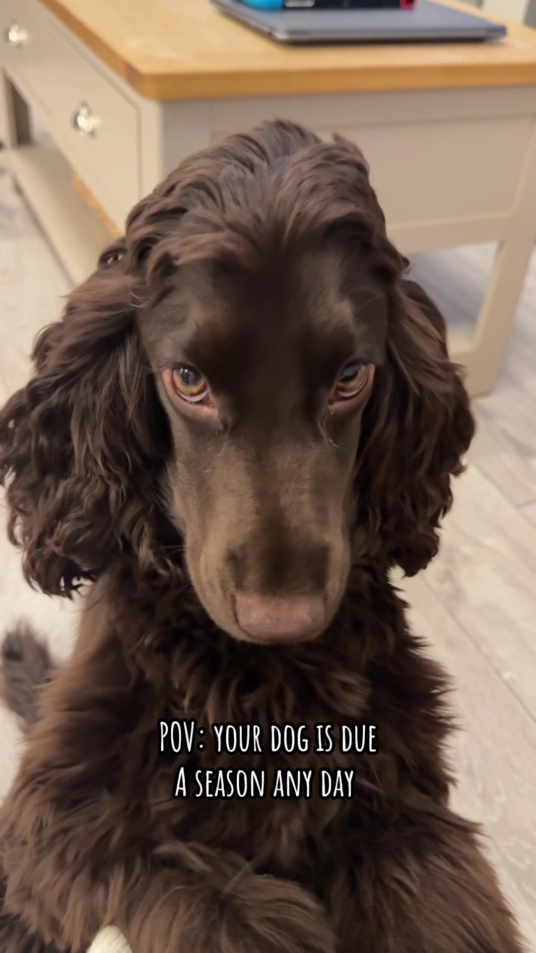 @Honey_The_Show_Cocker 🤎🐾🤎