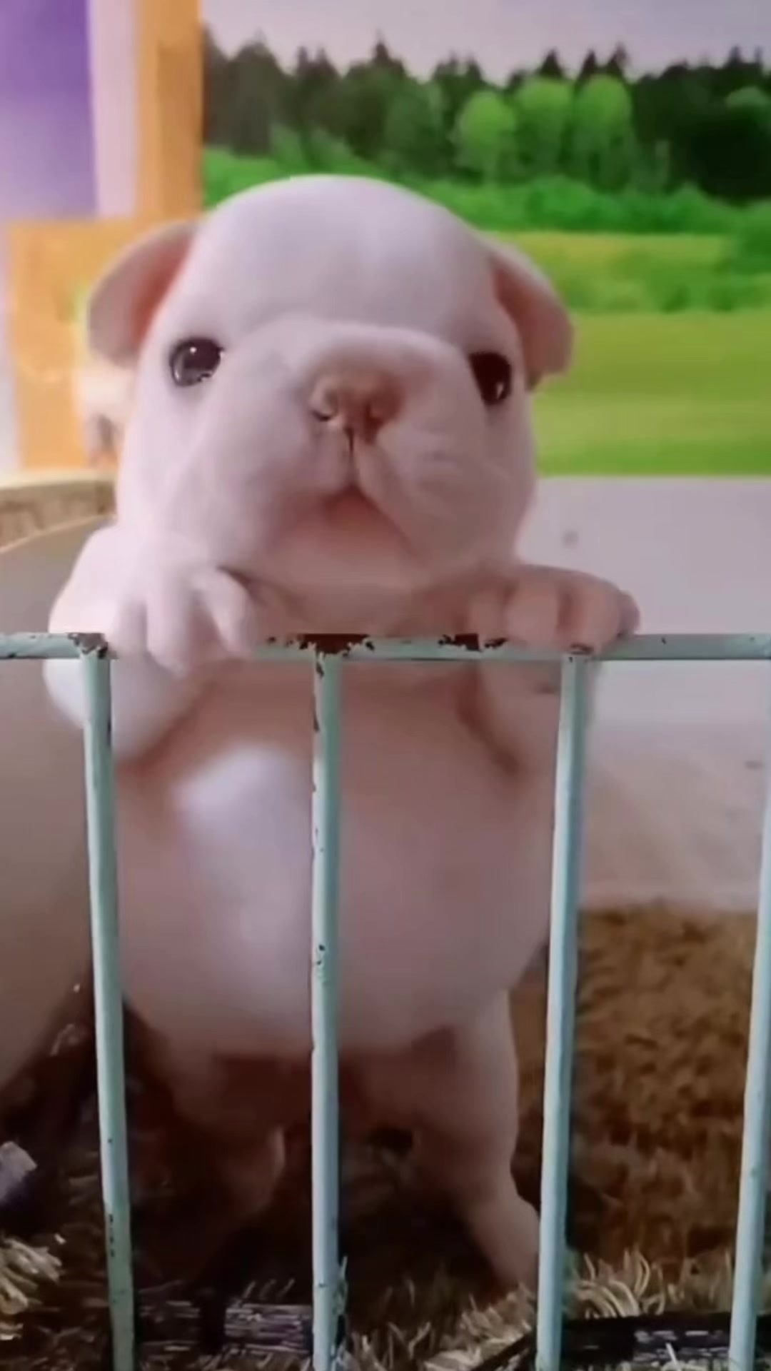 @pibblepan