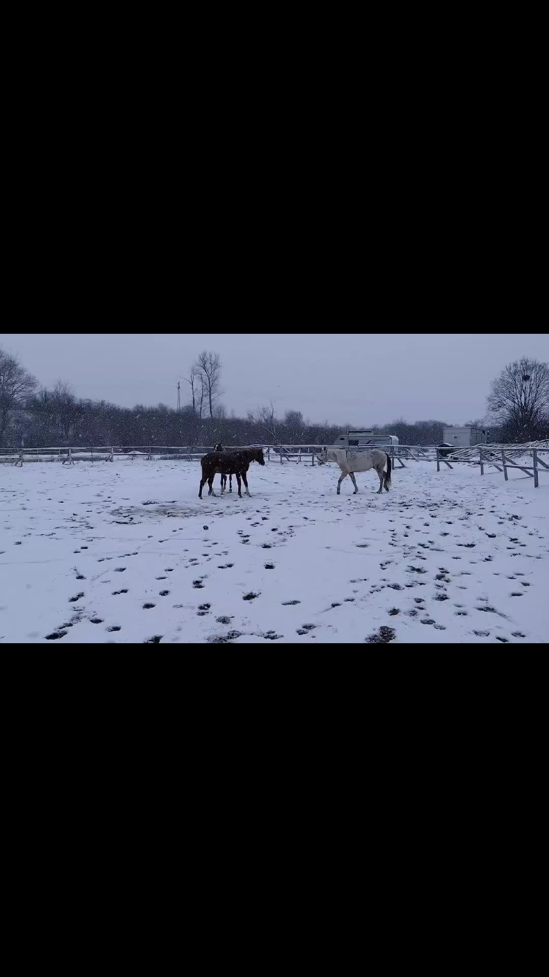 @Русана Цветанова / Творец