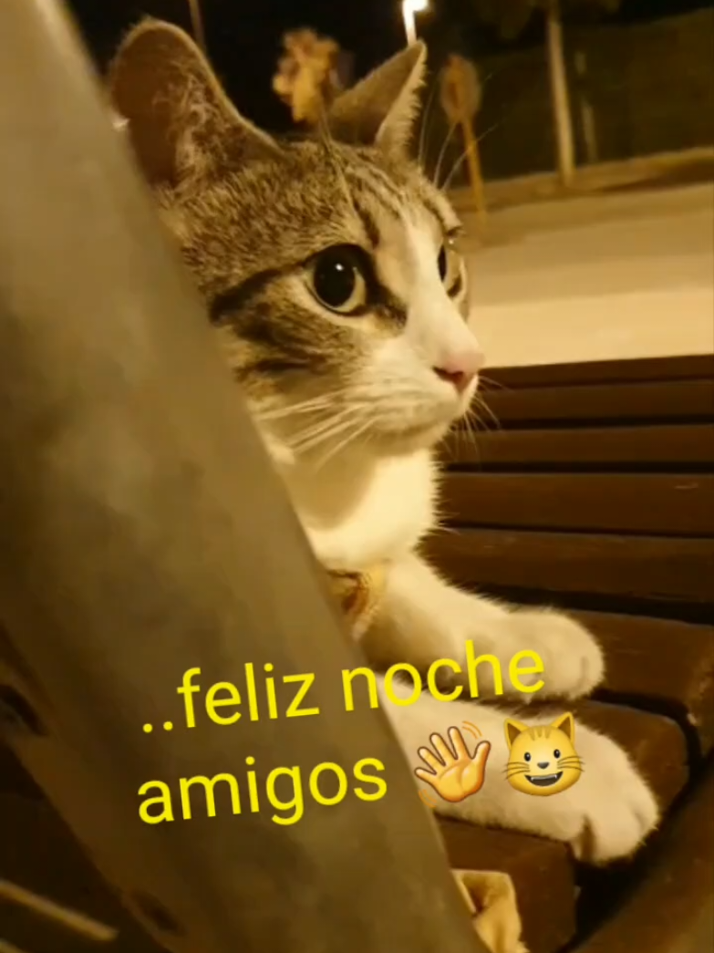 @nikii