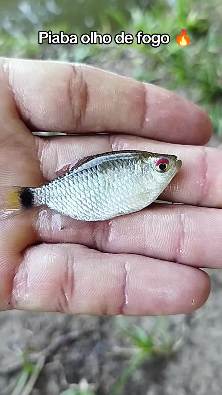 @Jailson do Refúgio🌳🐟