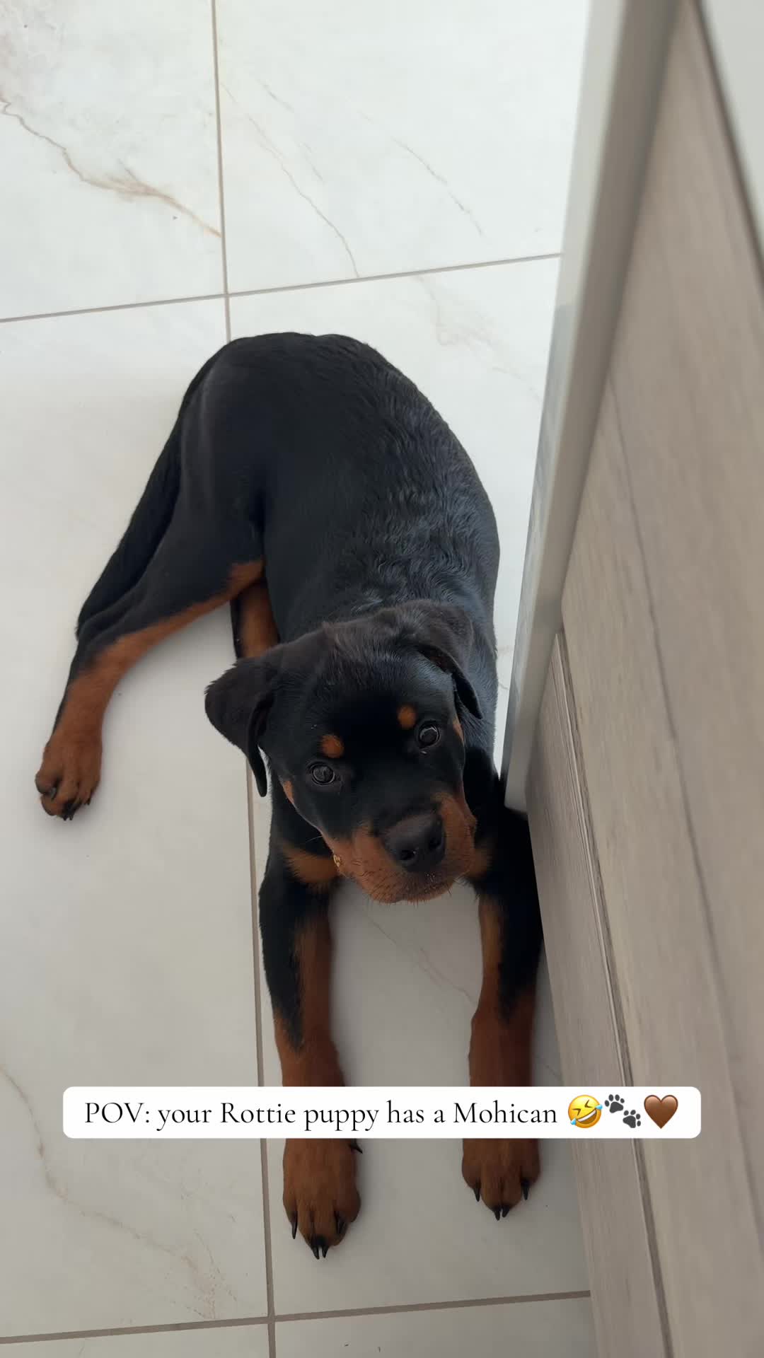 @Ronnie 🐾🤎