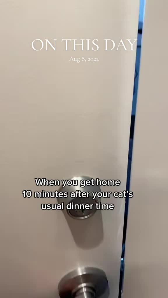 @Eevee, Yoshi & Waffles