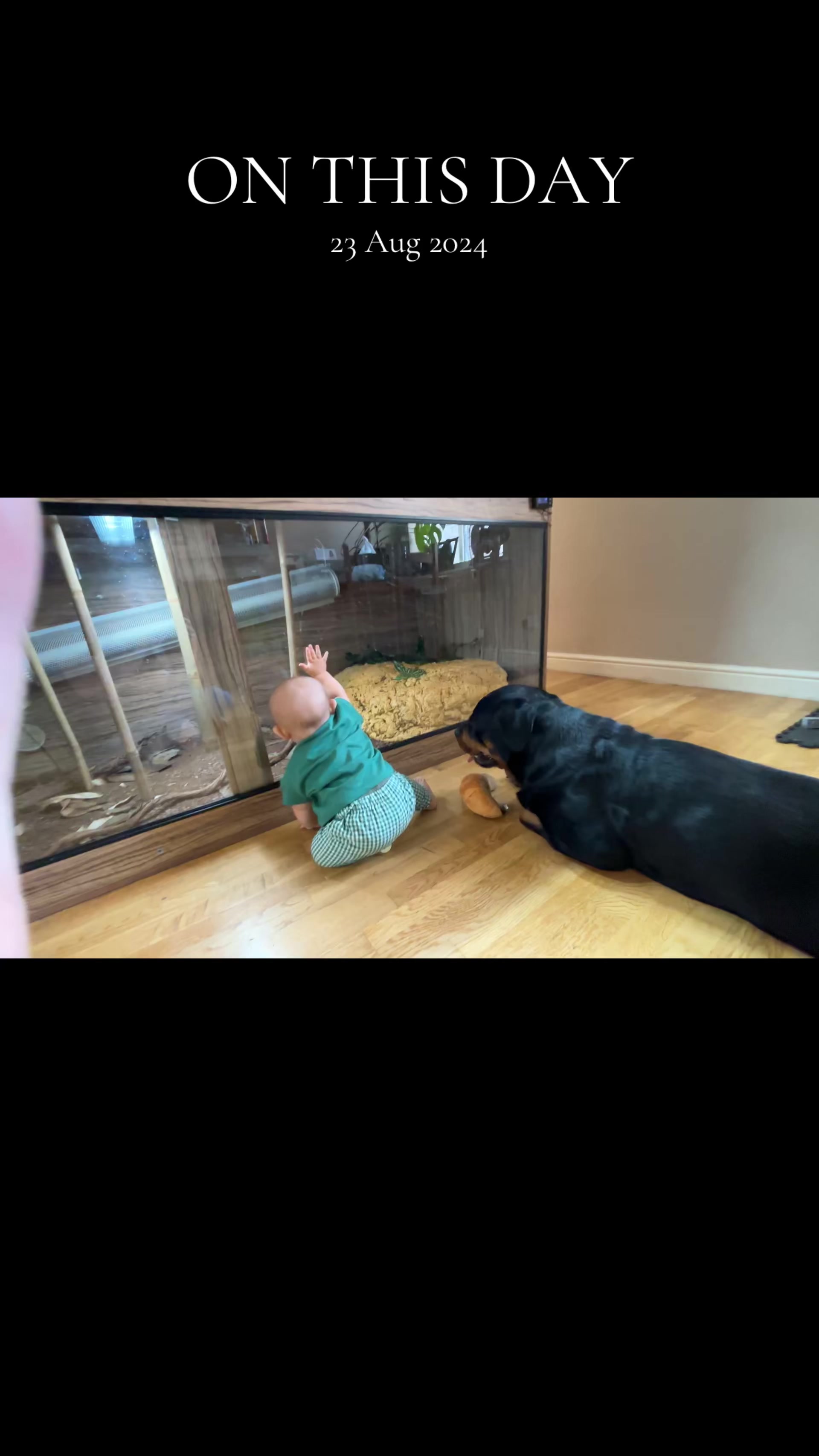 @T & N reptiles