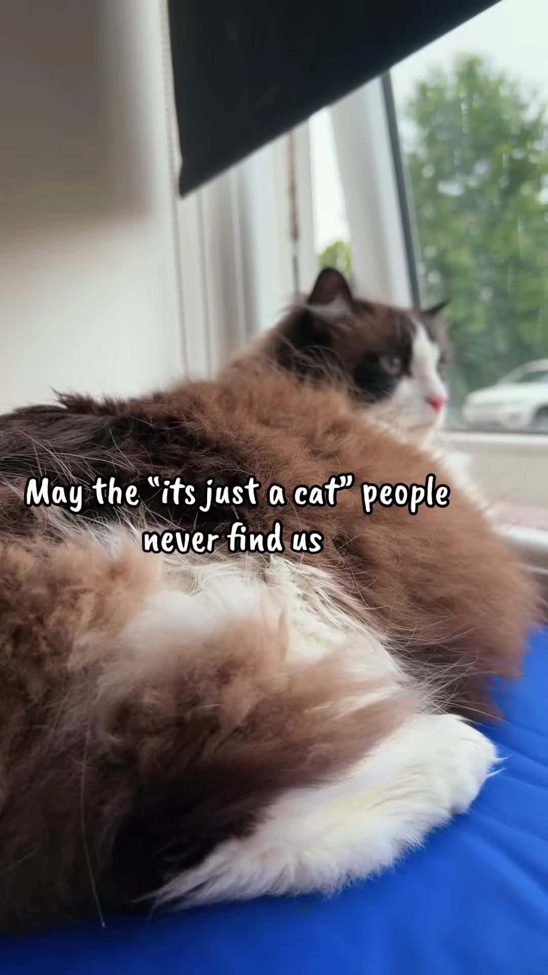@Ted the ragdoll cat 🐾