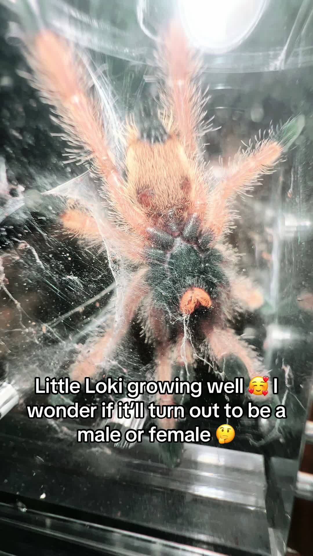 @The Tarantula twins 🕷️