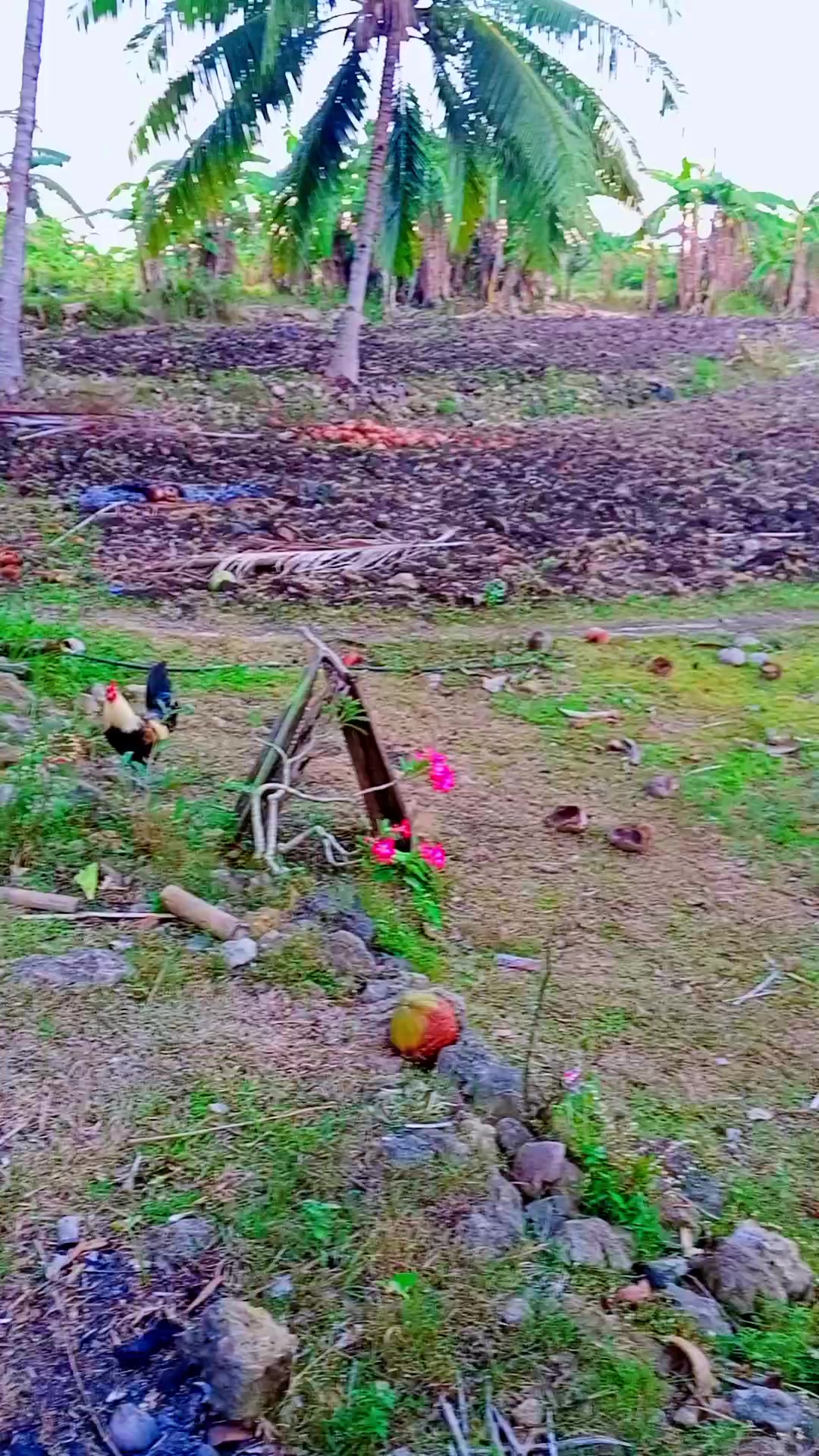 @BONALNOKK🐓