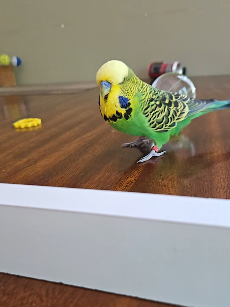 @Run Slow-Mo Charlie🦜