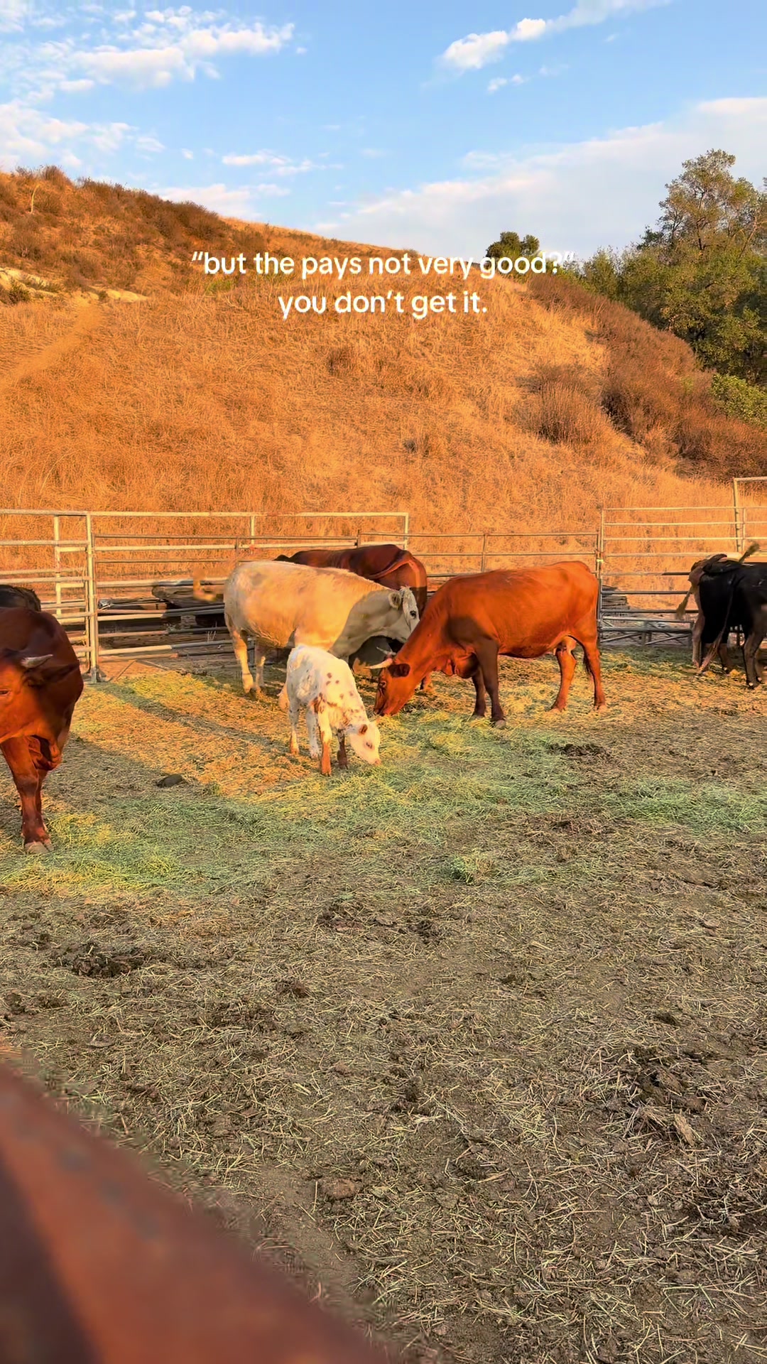@hvrcattle