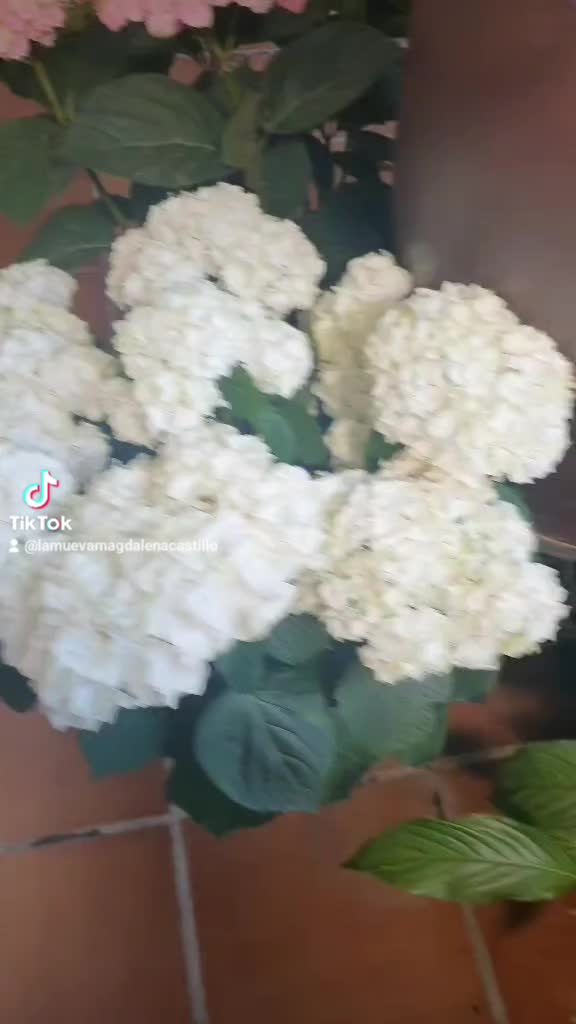 @magdalena castillo