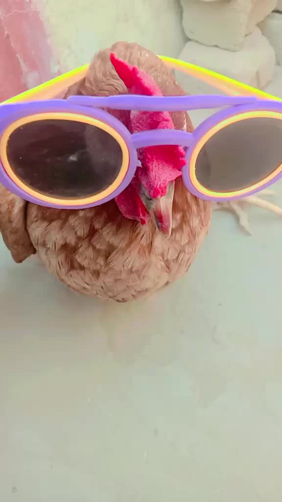 @Ayam 2