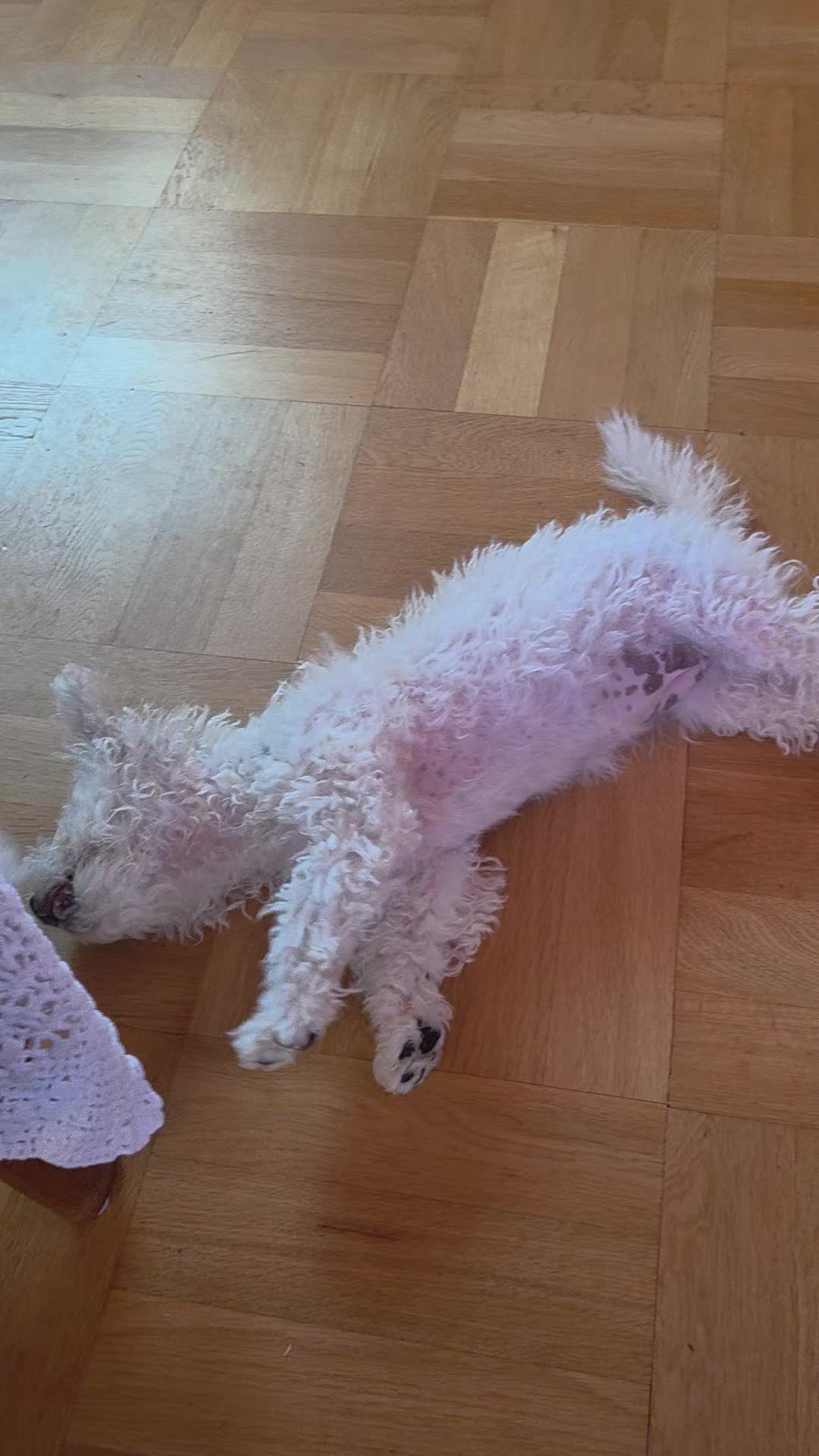 @TessiBichon