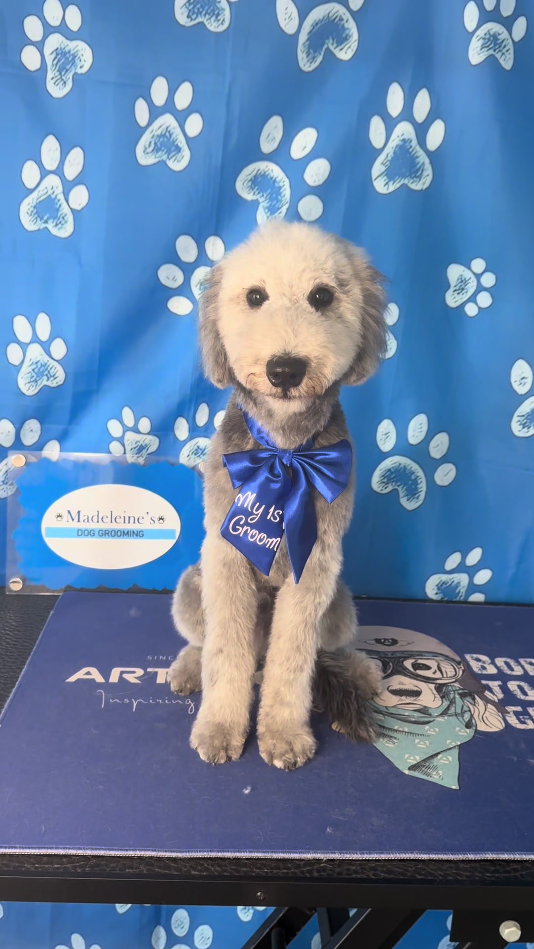 @madeleinesdoggrooming