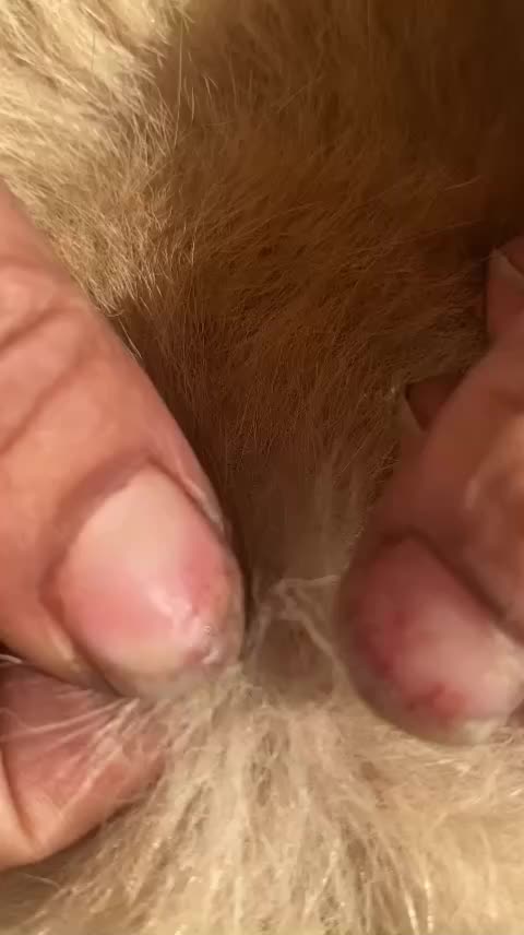 @LiceHack94