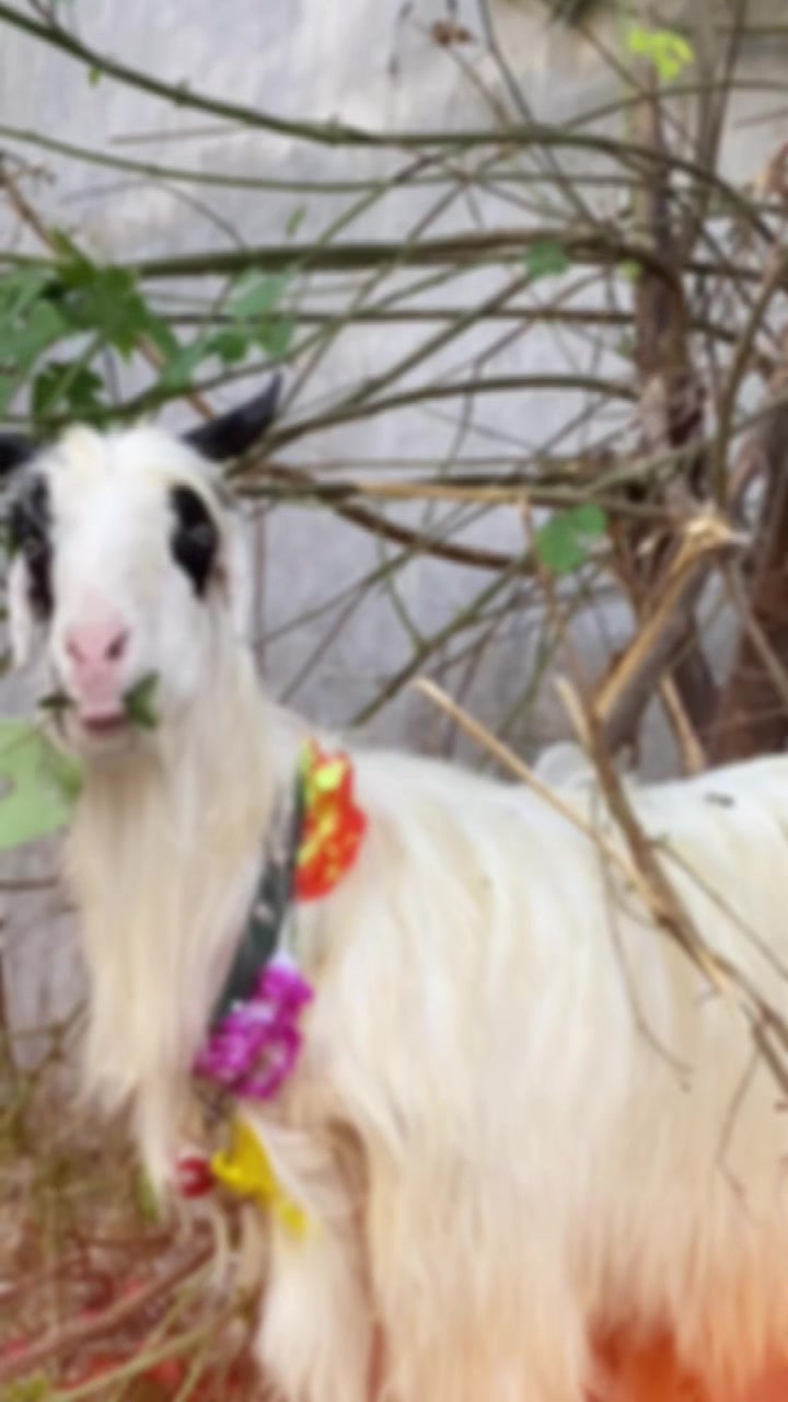 @Murwa Goat farm