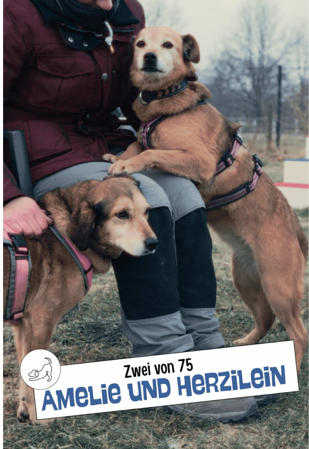 @Tierheim_Bremerhaven