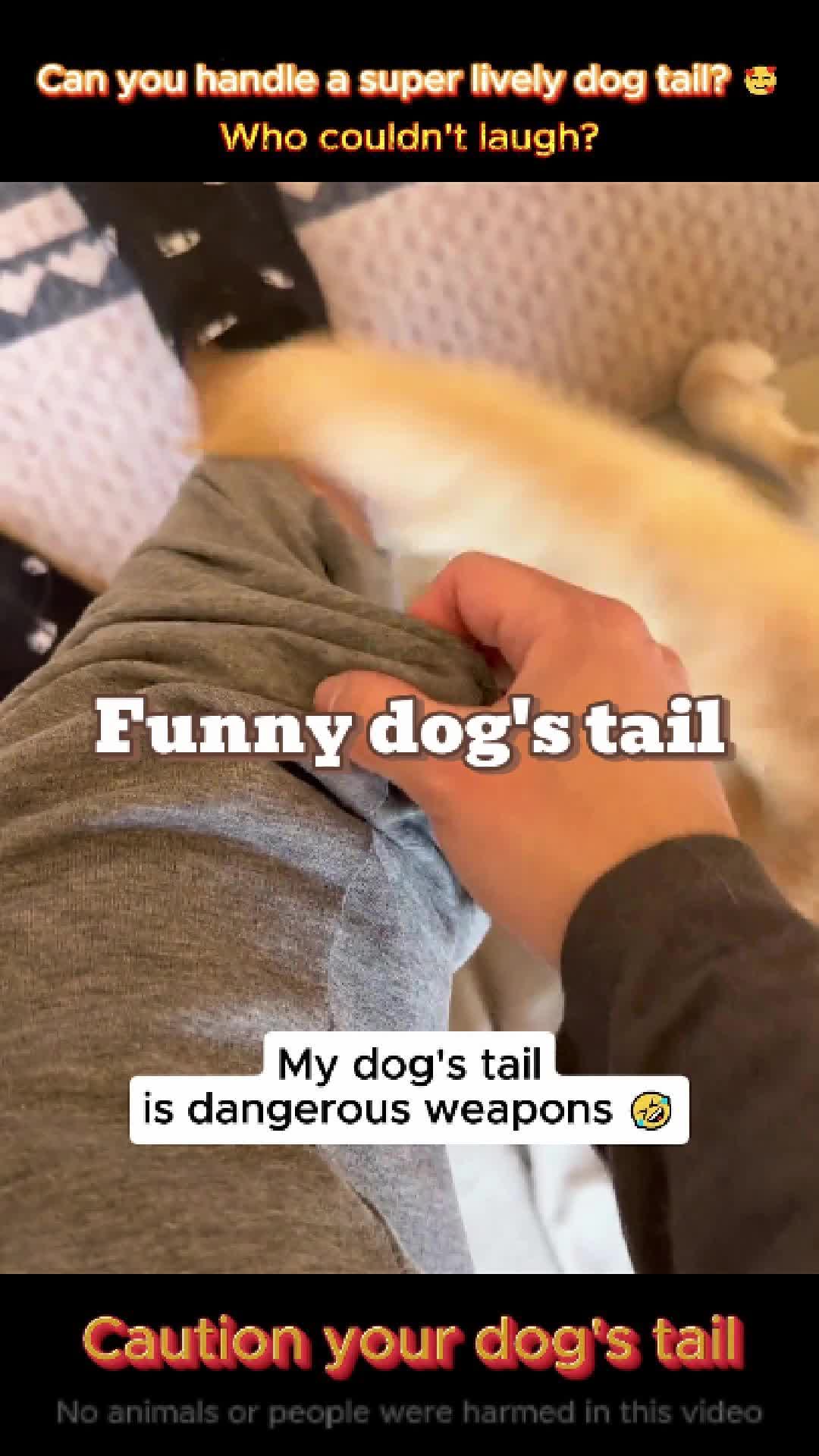 @pet.funny799