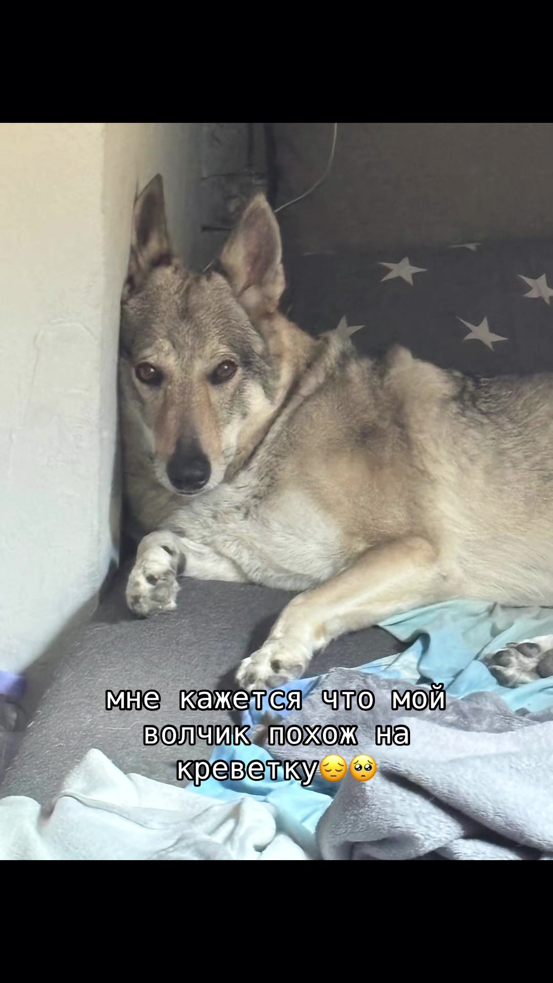 @агро чайник