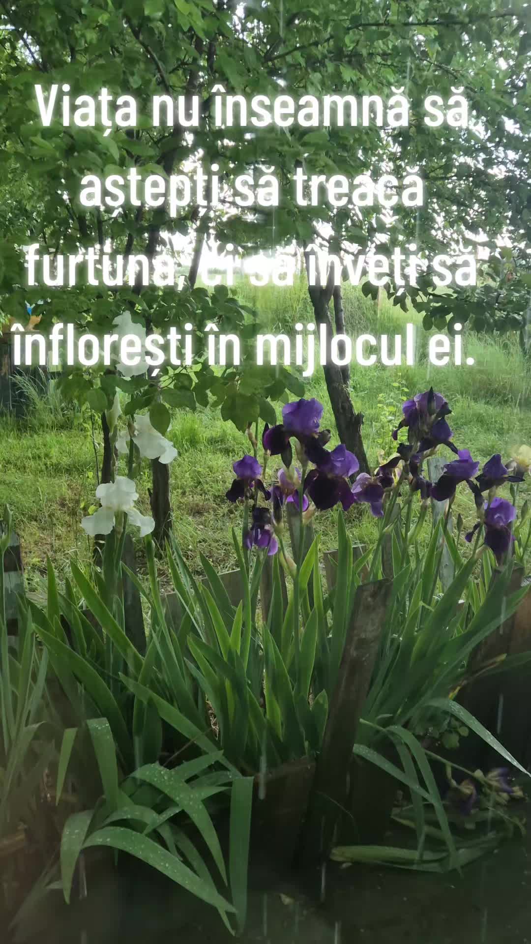 @Silvia Morosanu