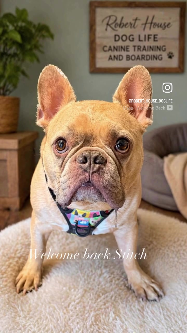 @RobertHouseDoglife