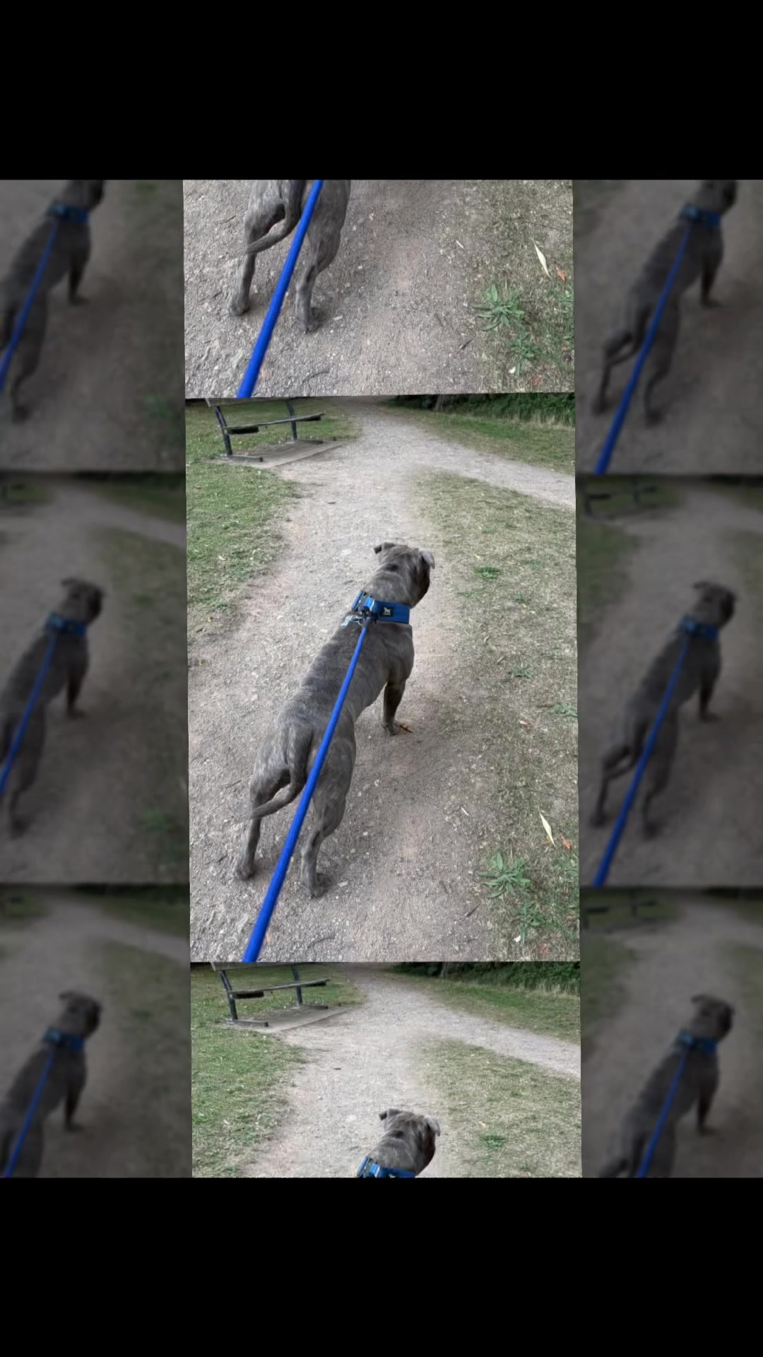 @The Blue Staffy Stanley