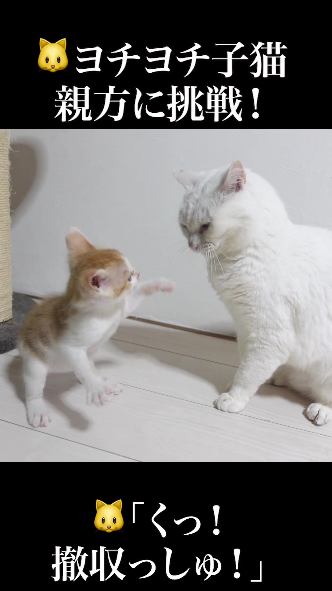 @ねこかます