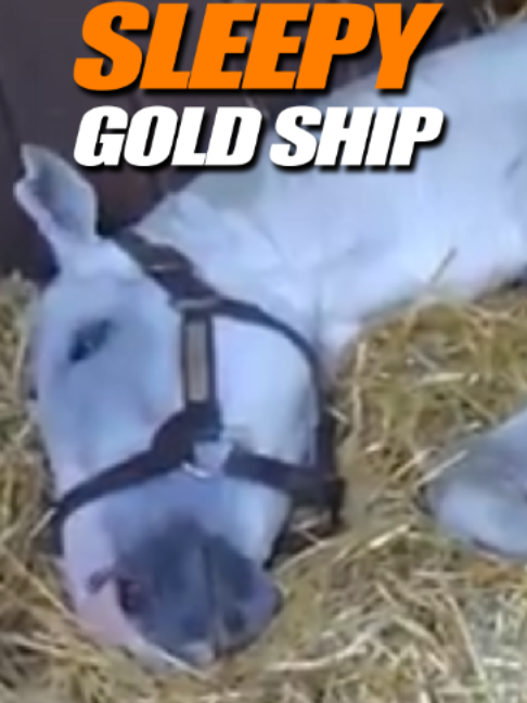 @simplypatrick