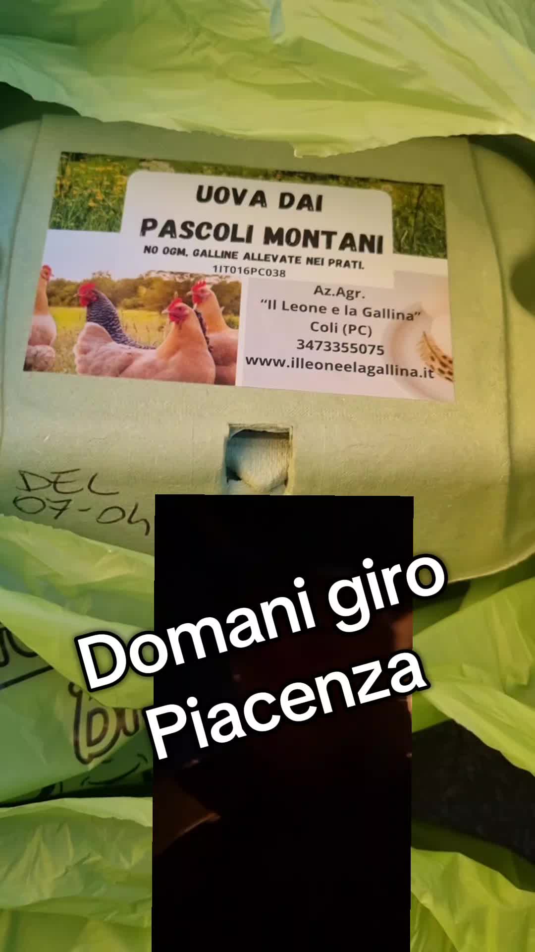 @Il leone e la gallina