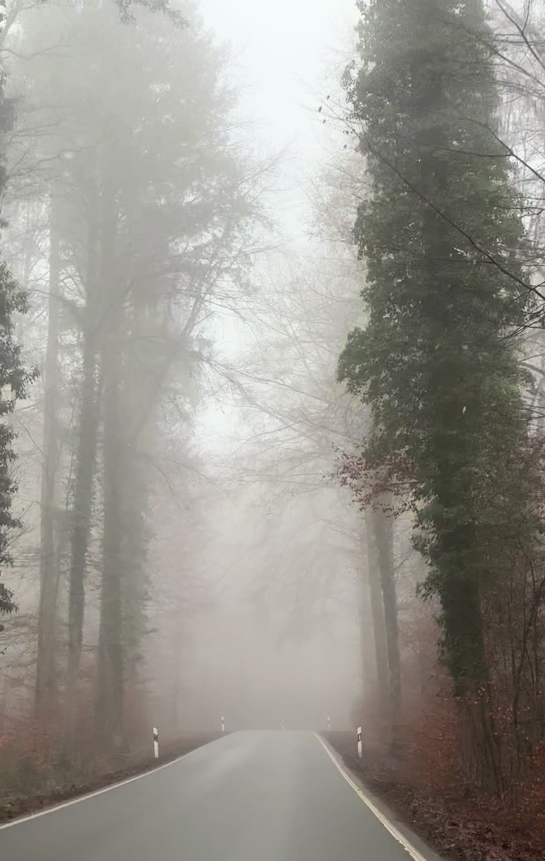 @𝓙𝓾𝓵𝓲𝓮𝓽 𝓕𝓸𝓻𝓮𝓼𝓽