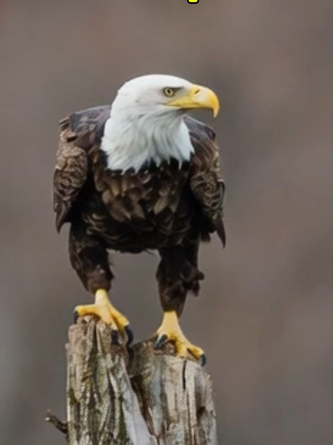 @Eagle Lover 143
