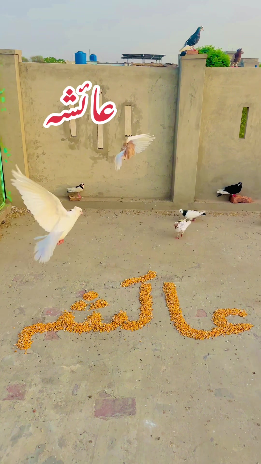 @Shahroz