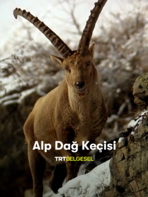 @TRT Belgesel