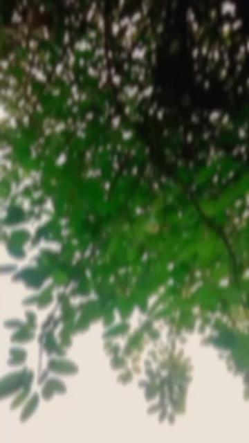 @ایوب لاشاری