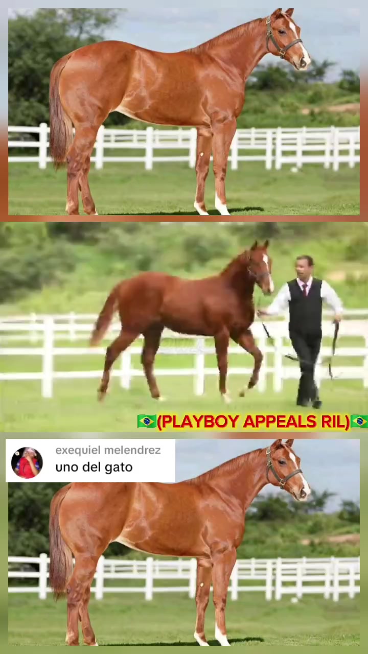 @WIL.🐎