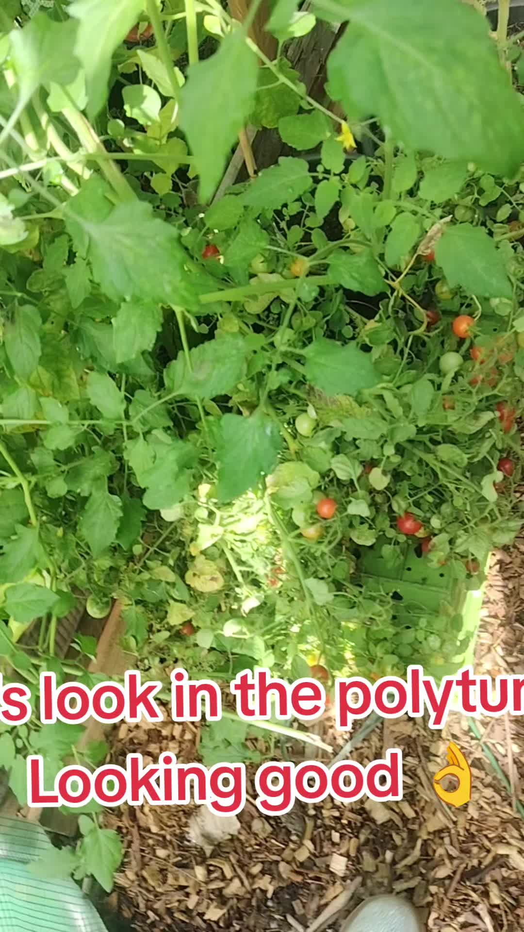 @The wild lot