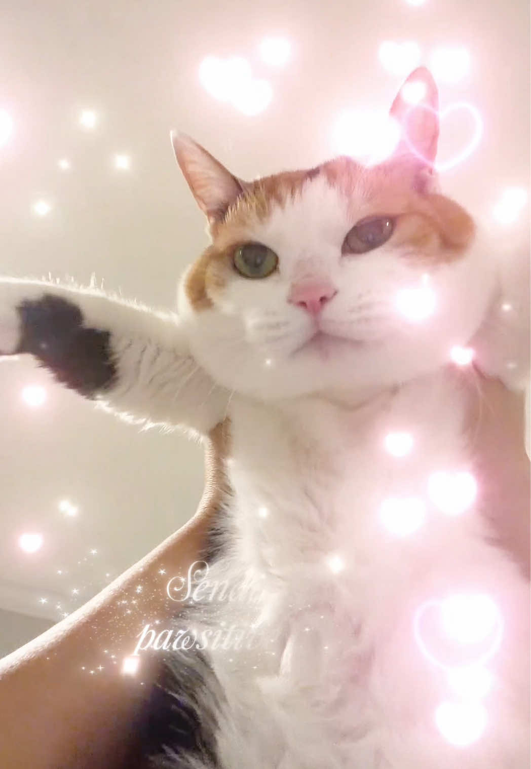 @Miyopet