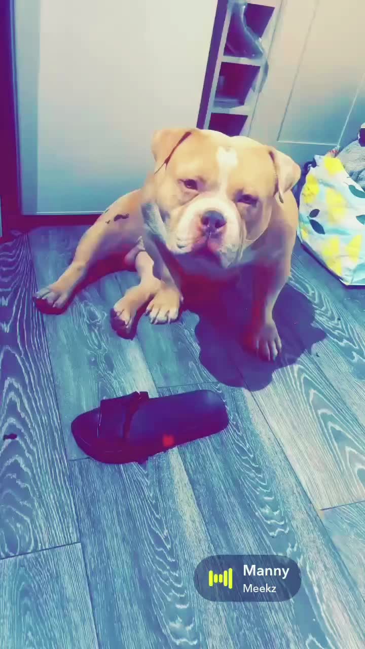 @certidogzuk