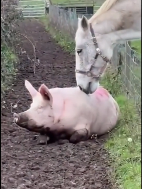 @Horses TikTok