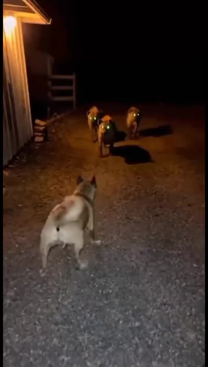 @animalslife2026