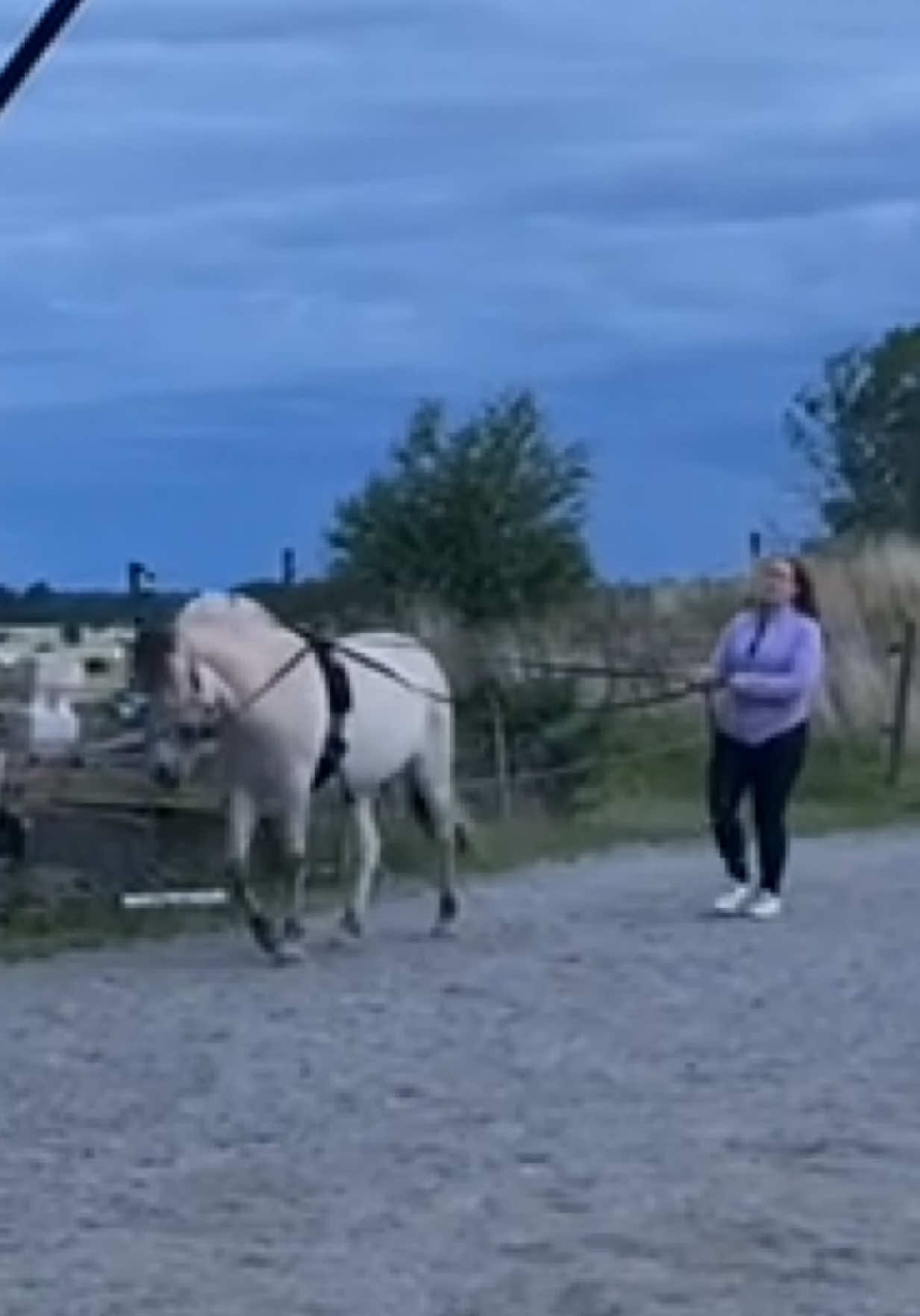 @halleociara